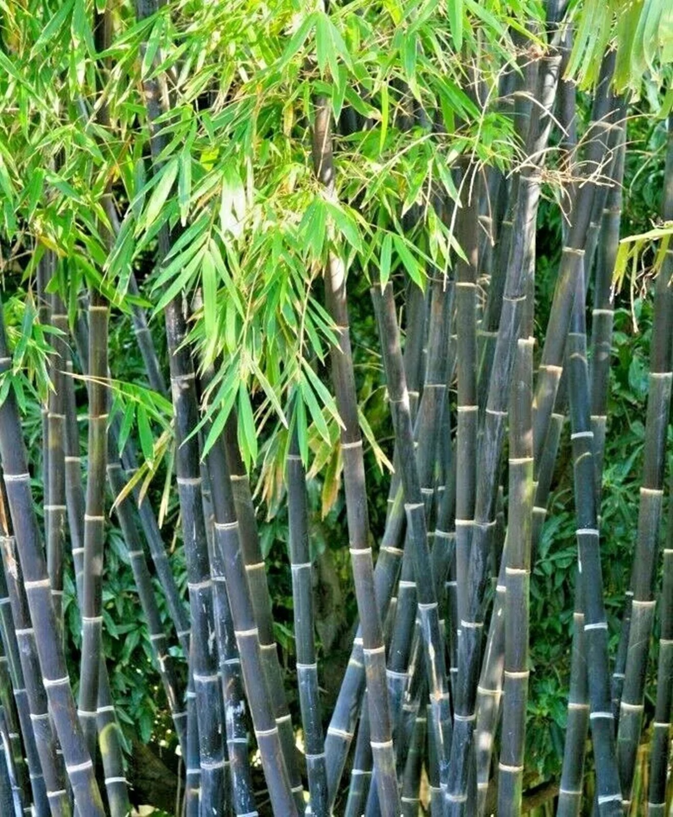 100 Purple Timor Bamboo Seeds Perennial Ornamental Seed Privacy Shots US SELLER