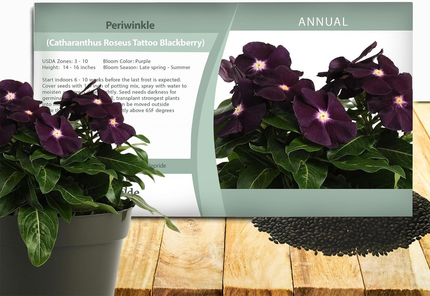Blackberry Periwinkle Seeds for Planting – 50 Pcs Annual, Fast-Blooming, Heat &