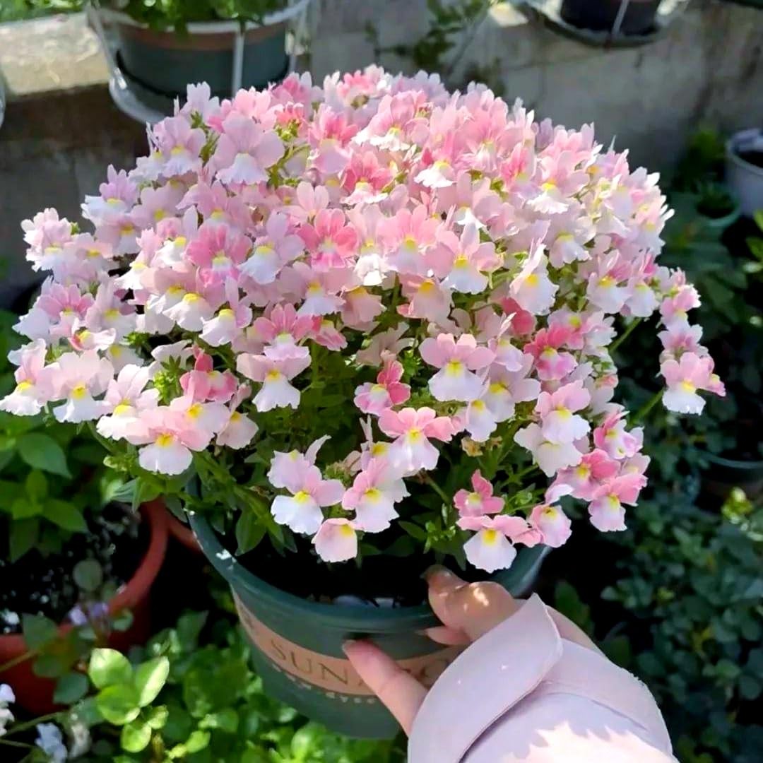 300pcs Nemesia Galaxy Flower Seeds for Planting – Vibrant Color Mix, Long Blo…