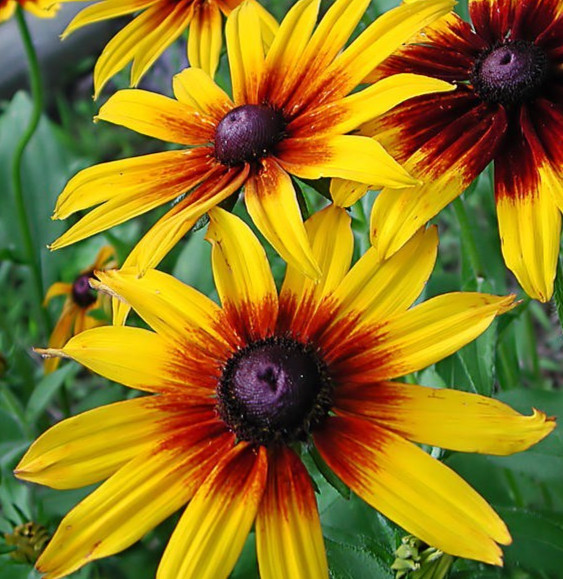 GLORIOSA DAISY SEEDS 4000+ biennial WILDFLOWER BUTTERFLY garden FREE SHIPPING