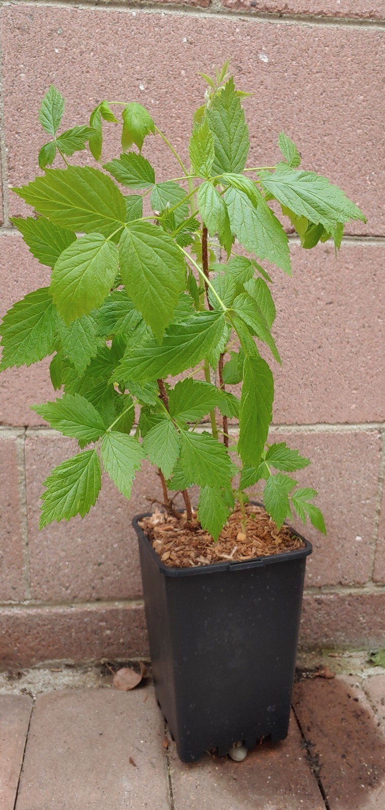 Raspberry Plant (Heritage) Live Plant