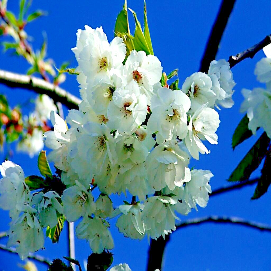 Tibetan Paper Birchbark Cherry Tree Seeds Prunus serrula Hardy Shiny Bark Plant