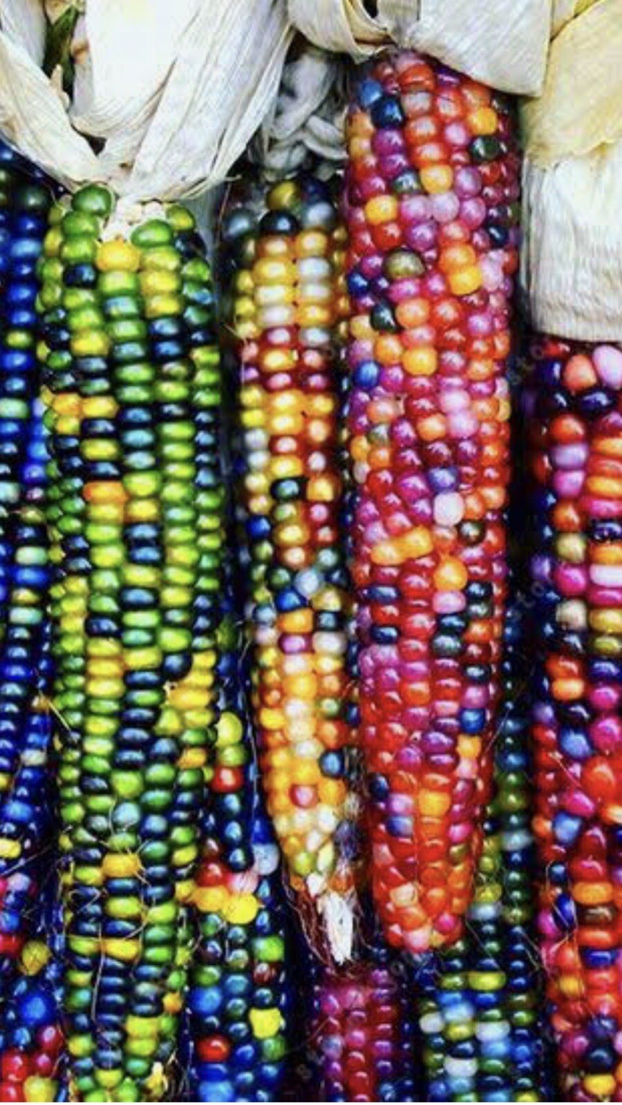 Glass Gem Corn 100 Seeds! Organic Non GMO