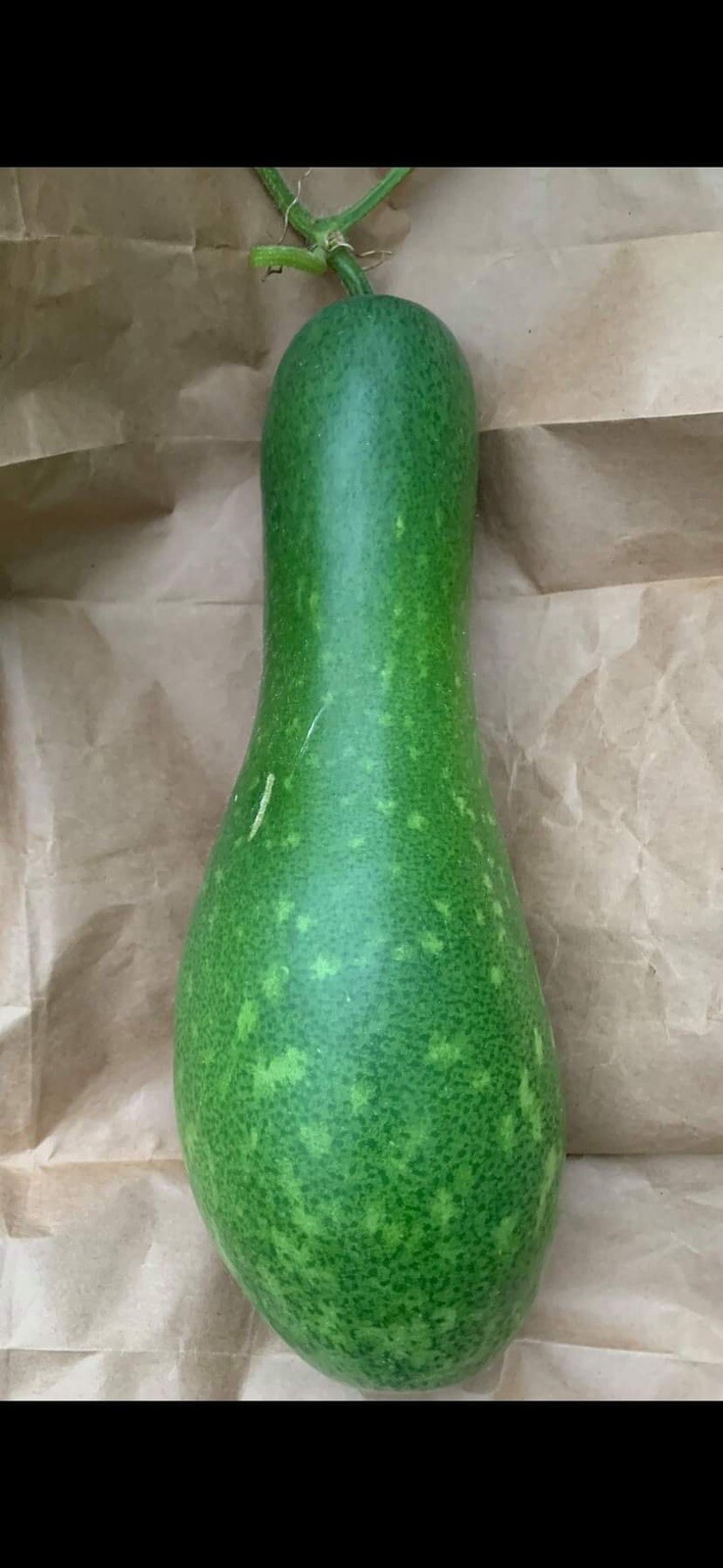10 WAX GOURD Winter Melon White Ash Benincasa Hispida Vegetable Seeds