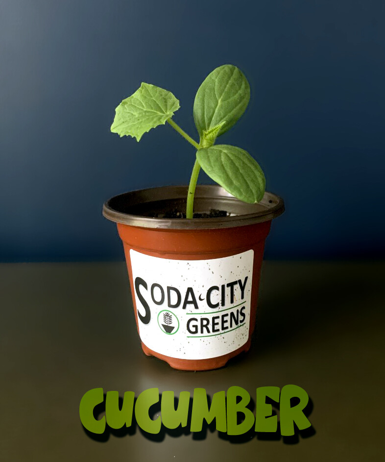 SMR 58 Disease Resistant Cucumber Seeds 20+ FREE SHIPPING!
