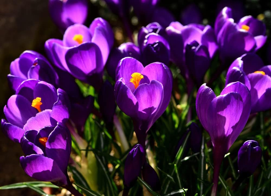 Purple Remembrance Crocus (10 Bulbs) Made in USA