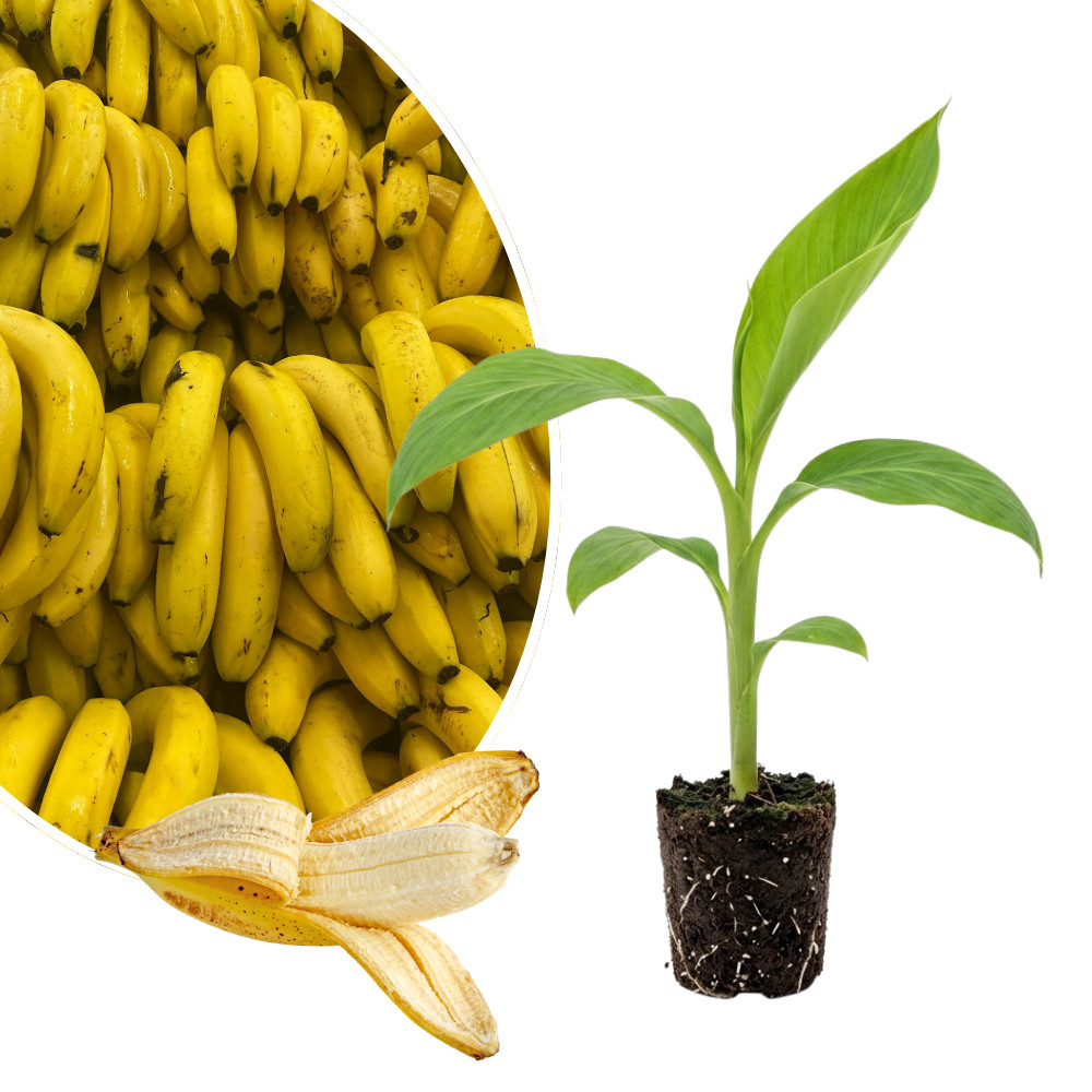 Dwarf Cavendish Banana Live Plant 4-6 Inches Tall Rooted Fruiting Musa