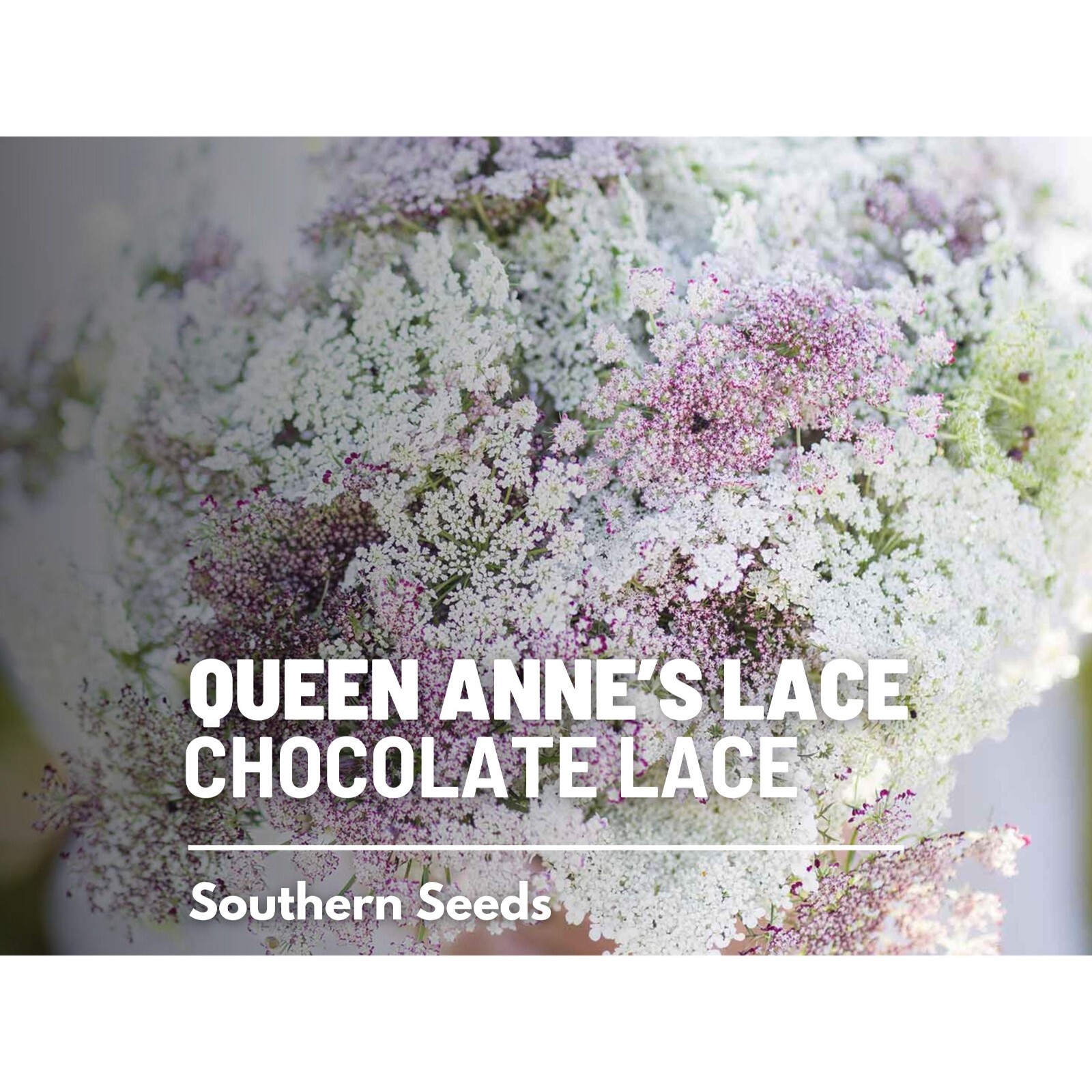 Queen Anne’s Lace, Chocolate Lace – 100 Seeds – Heirloom Flower – Burgundy, Coco