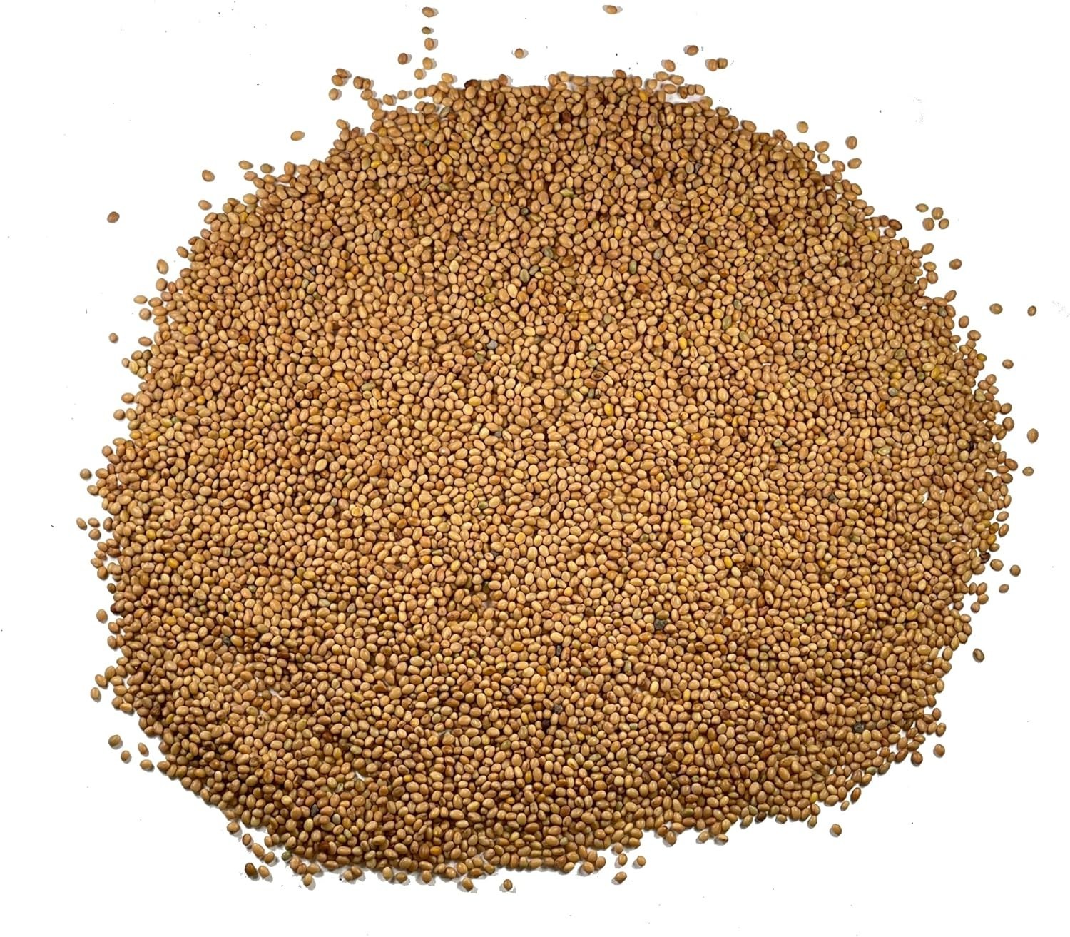 Attract Pollinators with 12,000+ Crimson Clover Seeds – Ideal for All Zones