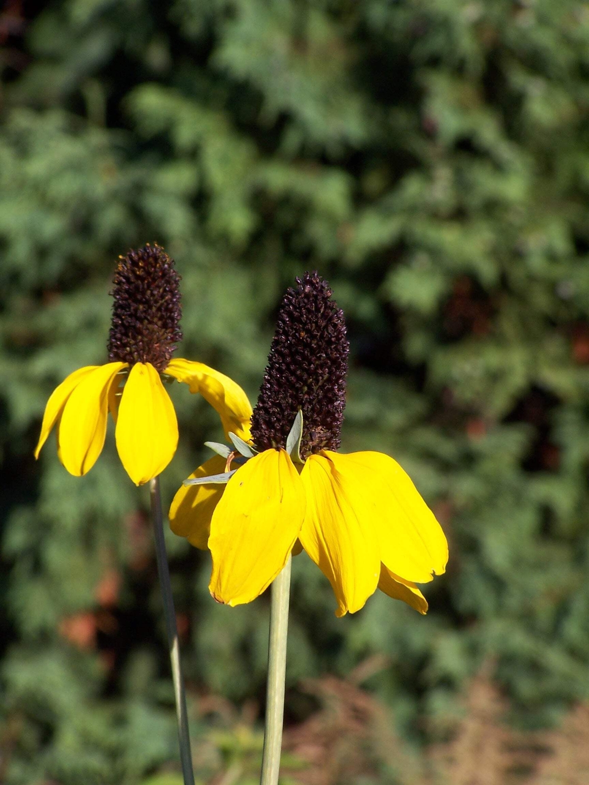 3000 CLASPING CONEFLOWER Rudbeckia Amplexicaulis Flower Seeds *Flat S/H