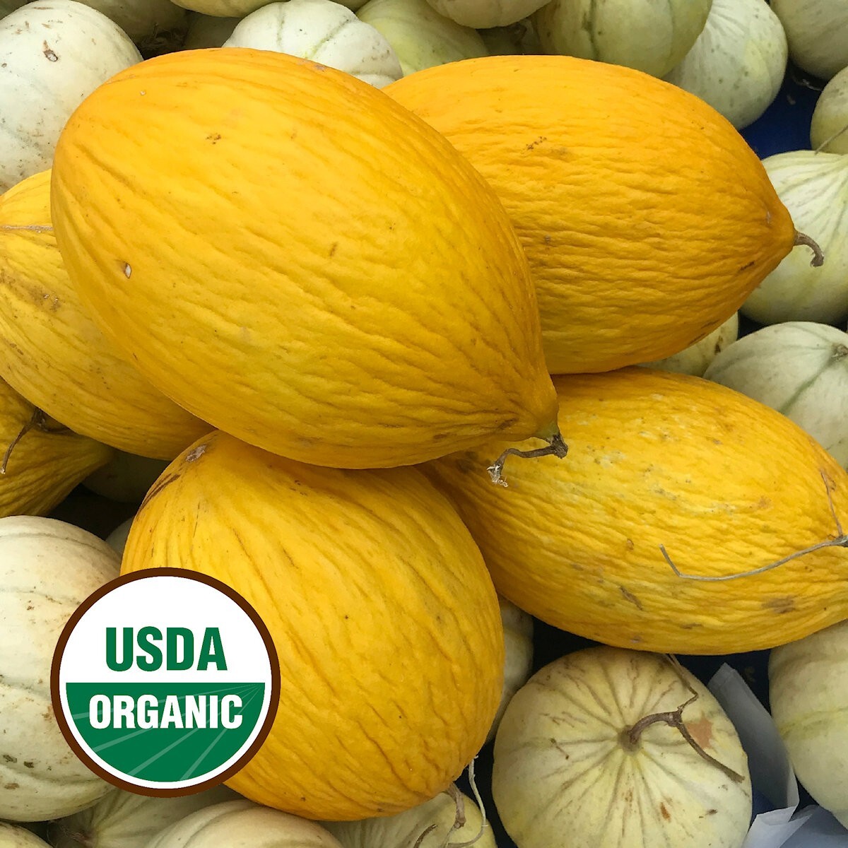 25 Organic Crenshaw Melon Seeds – Everwilde Farms Mylar Seed Packet