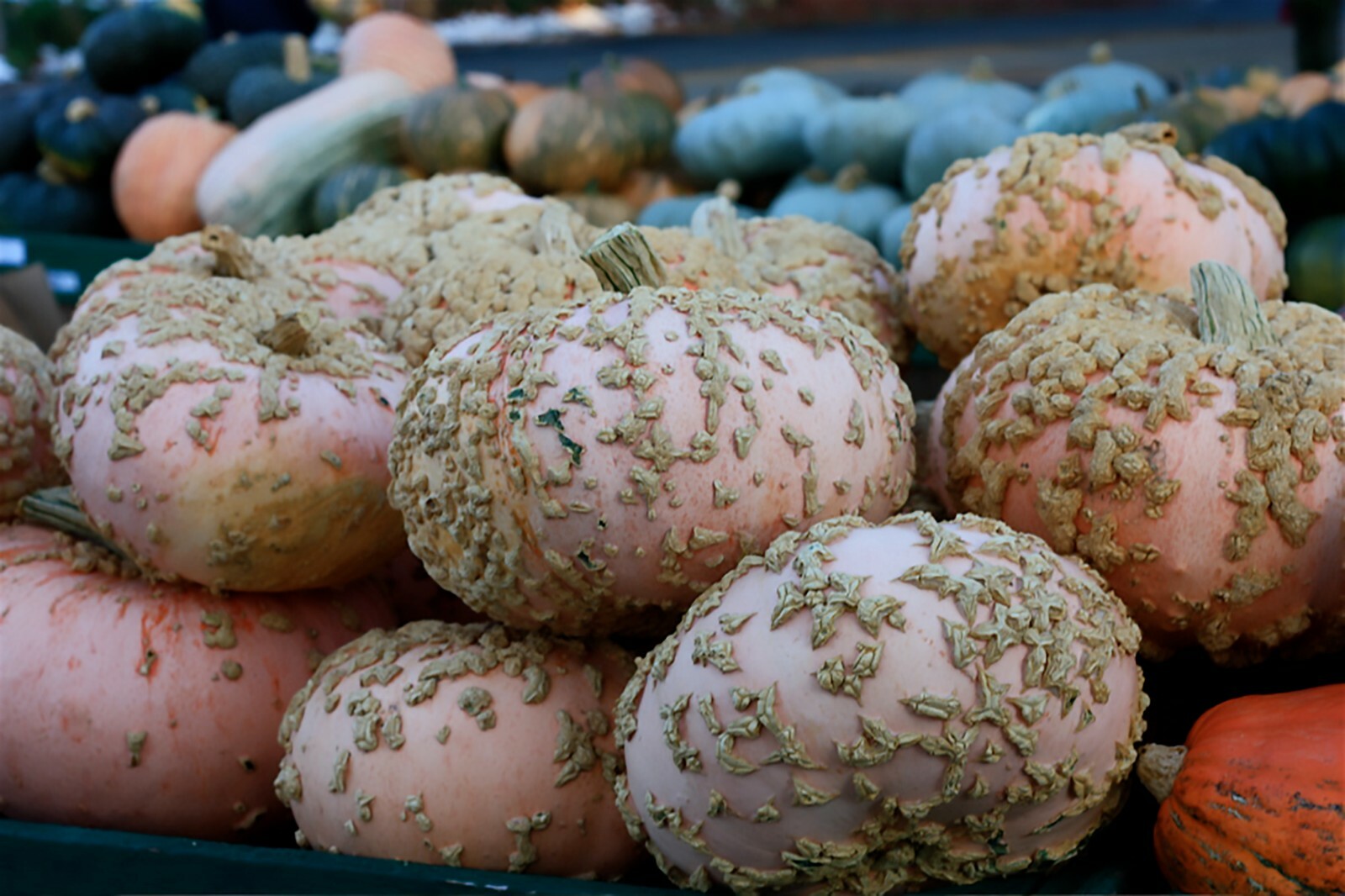 Peanut Pumpkin, D’ Eysines Squash, (Cucurbita maxima), Seeds