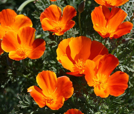 CALIFORNIA POPPY MIKADO Eschscholzia Californica – 15,000 Bulk Seeds