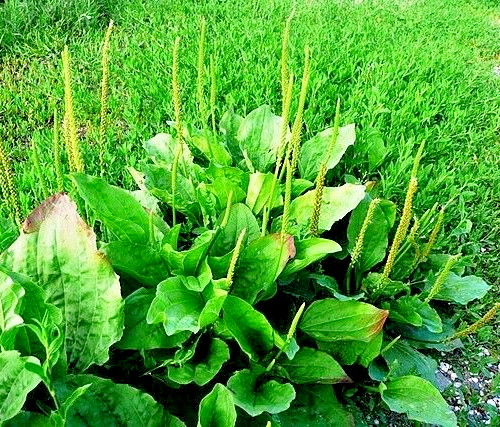 WIDE LEAF PLANTAIN 500 SEEDS, PLANTAGO MAJOR