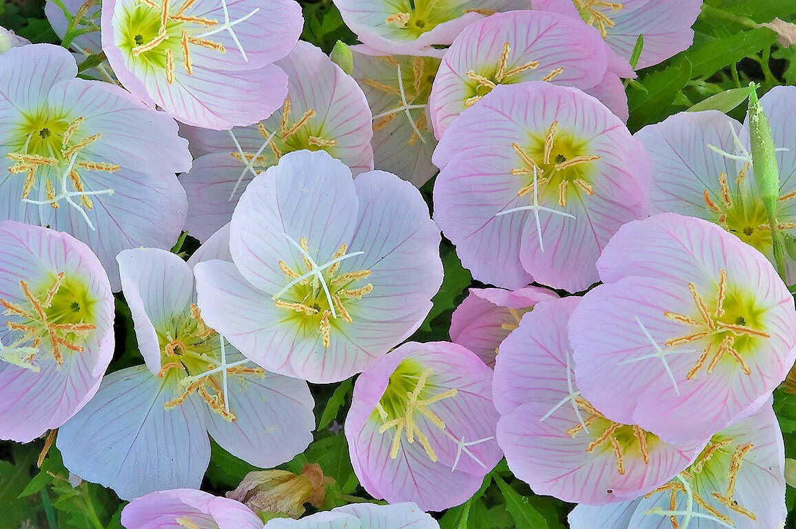 501+SHOWY Mexican EVENING PRIMROSE Seeds Groundcover Container Flower Garden
