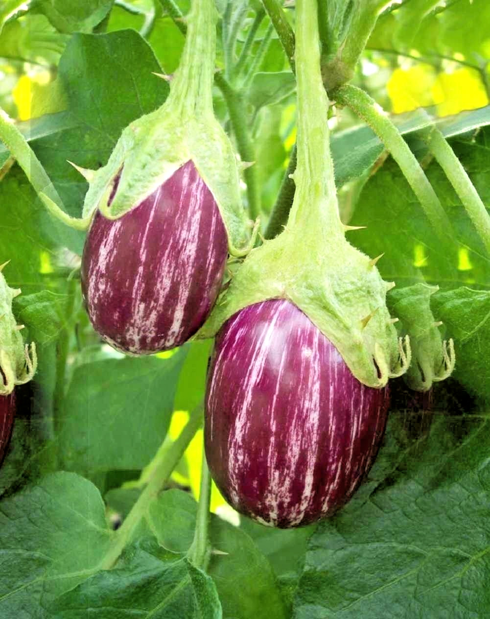 RARE✿ Spanish Heirloom Listada de Gandia Eggplant 15+ Seeds ●No Peeling Needed