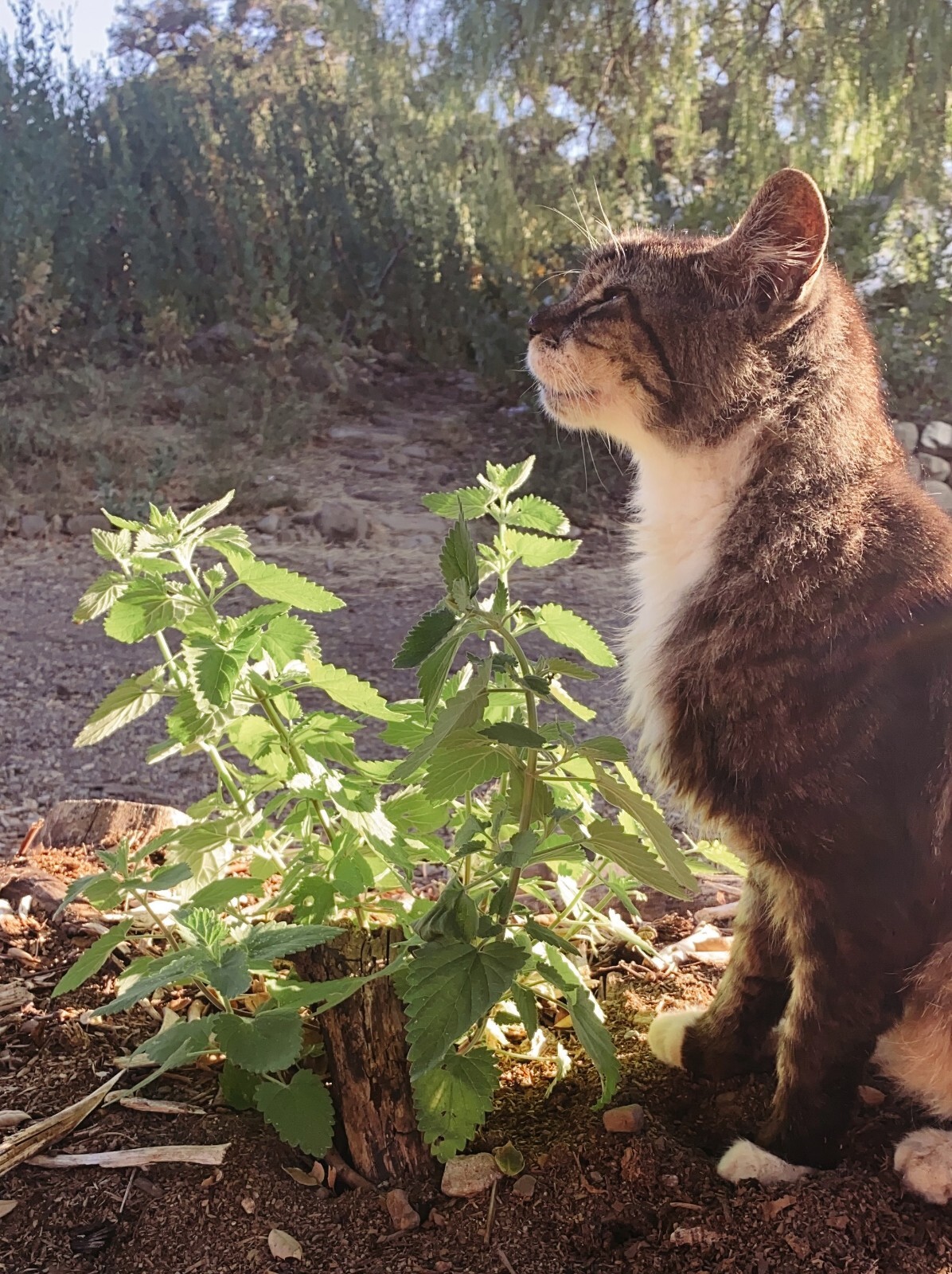 Catnip Seeds for Cats: USDA Organic Non-GMO Seed Packet Catwort Cat Nip, Catmint