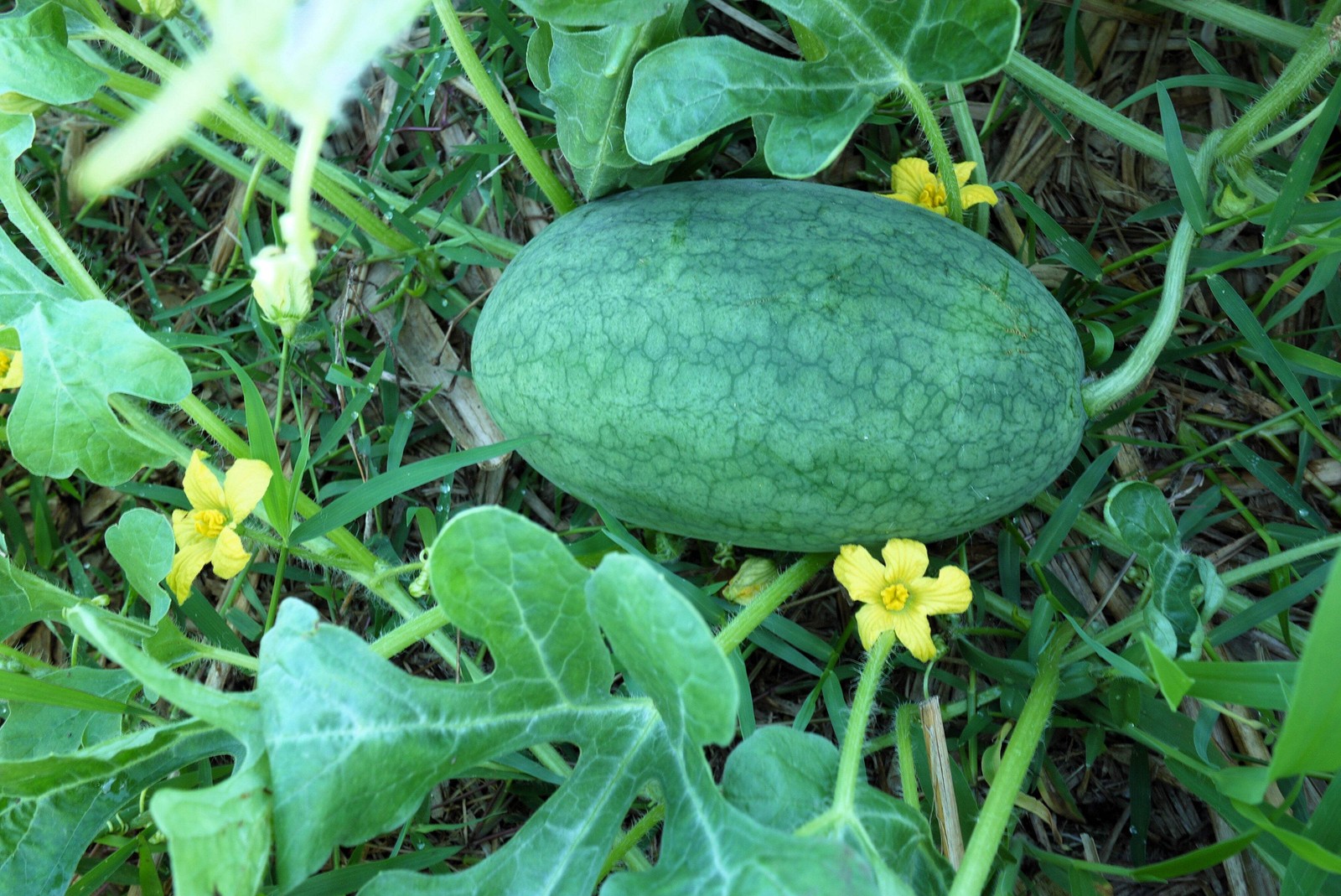 50 CONGO WATERMELON Red Citrullus Lanatus 40 lbs AAS Winner Fruit Melon Seeds