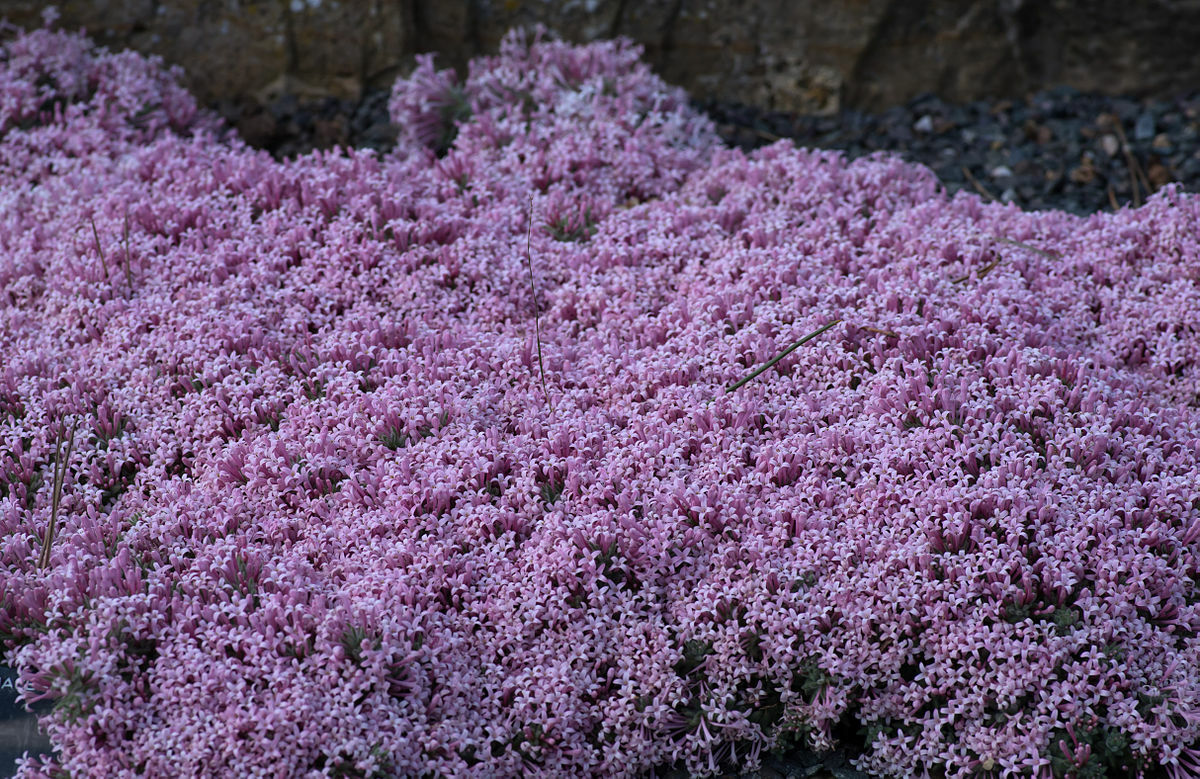 2,000 Creeping Thyme Seeds Beautiful Blooms Dwarf 6 Inch Variety. Non-GMO USA