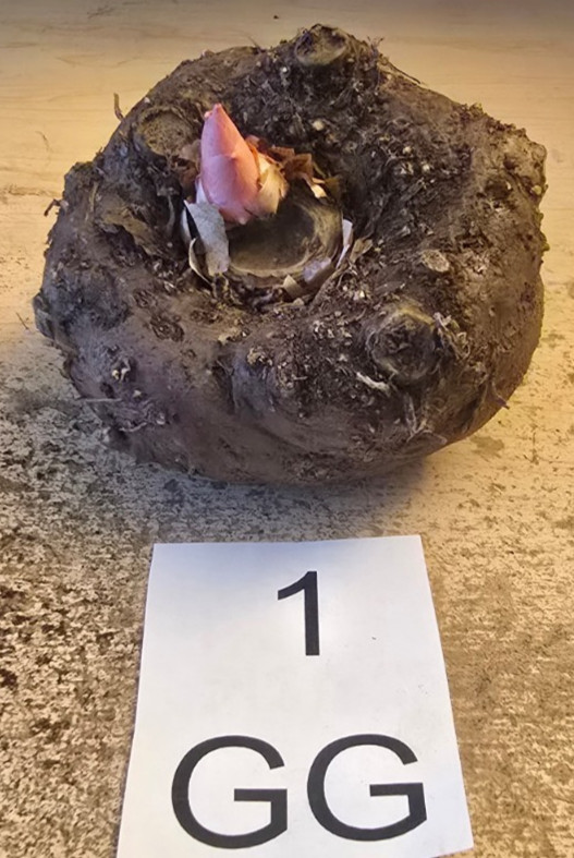 1 LB 4 OZ AMORPHOPHALLUS KONJAC “GORDON’S GOLD” 4.5 INCH BULB VOODOO LILY TUBER