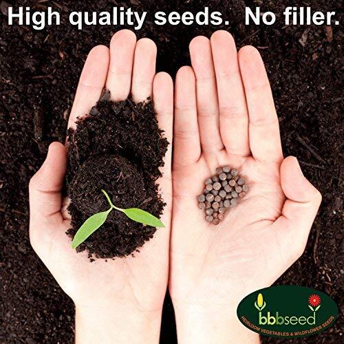 Fragrant Wildflower Seeds Mix | Aromatic Annual and Perennial Wildflower Seeds