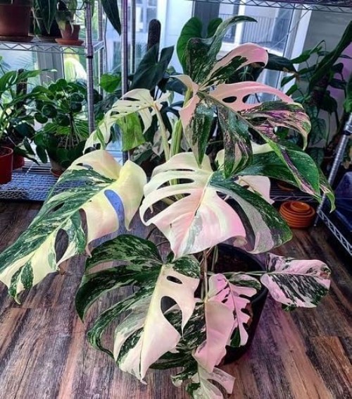 50-Pcs Mixed Monstera Seeds – Rare Tropical Foliage for Indoor & Outdoor Grace