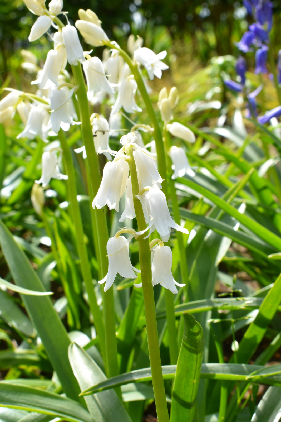 10 Mixed WOOD HYACINTH English Woodland Spanish Bluebell Scilla Flower Seeds