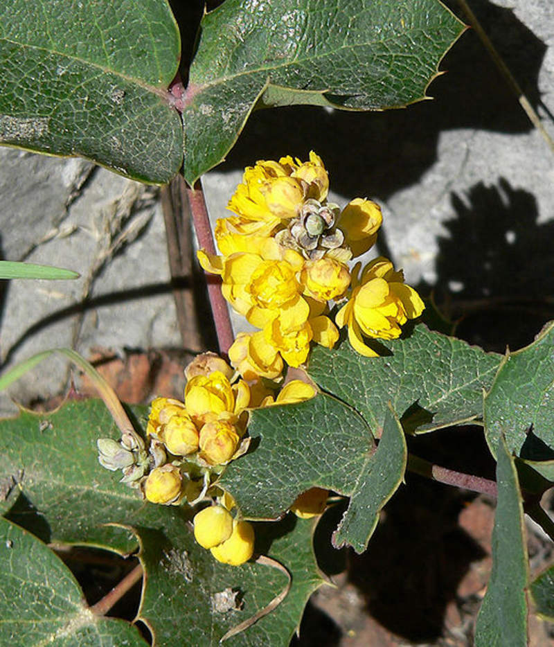 1-1000 PCS Creeping Barberry Tree Seeds Fruit Blue Mahonia Repens Berberis 0154