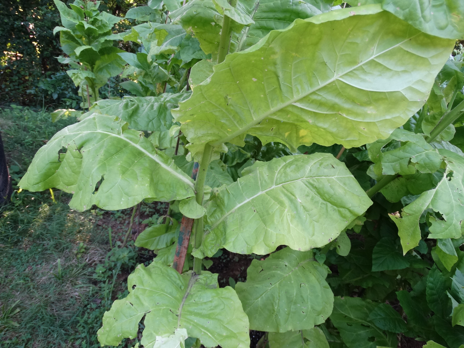 HEIRLOOM TURKISH BLACK SEA BASMA 2000+ SEEDS BEST AROMATIC ORIENTAL TOBACCO 2023