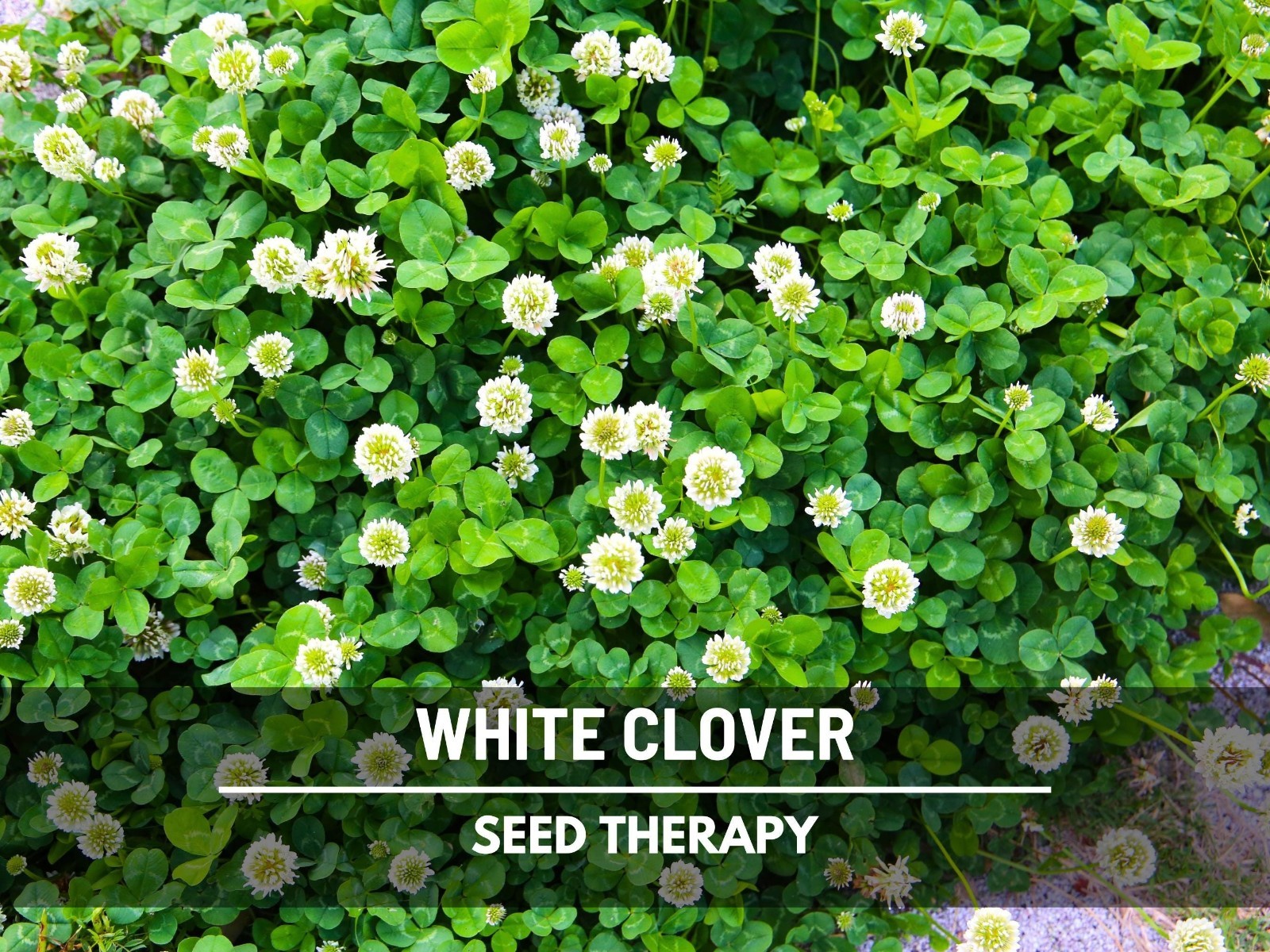 White Clover (Irish Clover) Seeds – Perennial Lawn Alternative, Pollinator