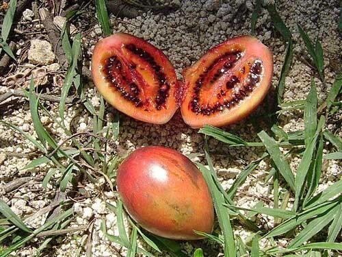 Solanum betaceum | Tree Tomato | 20 Seeds