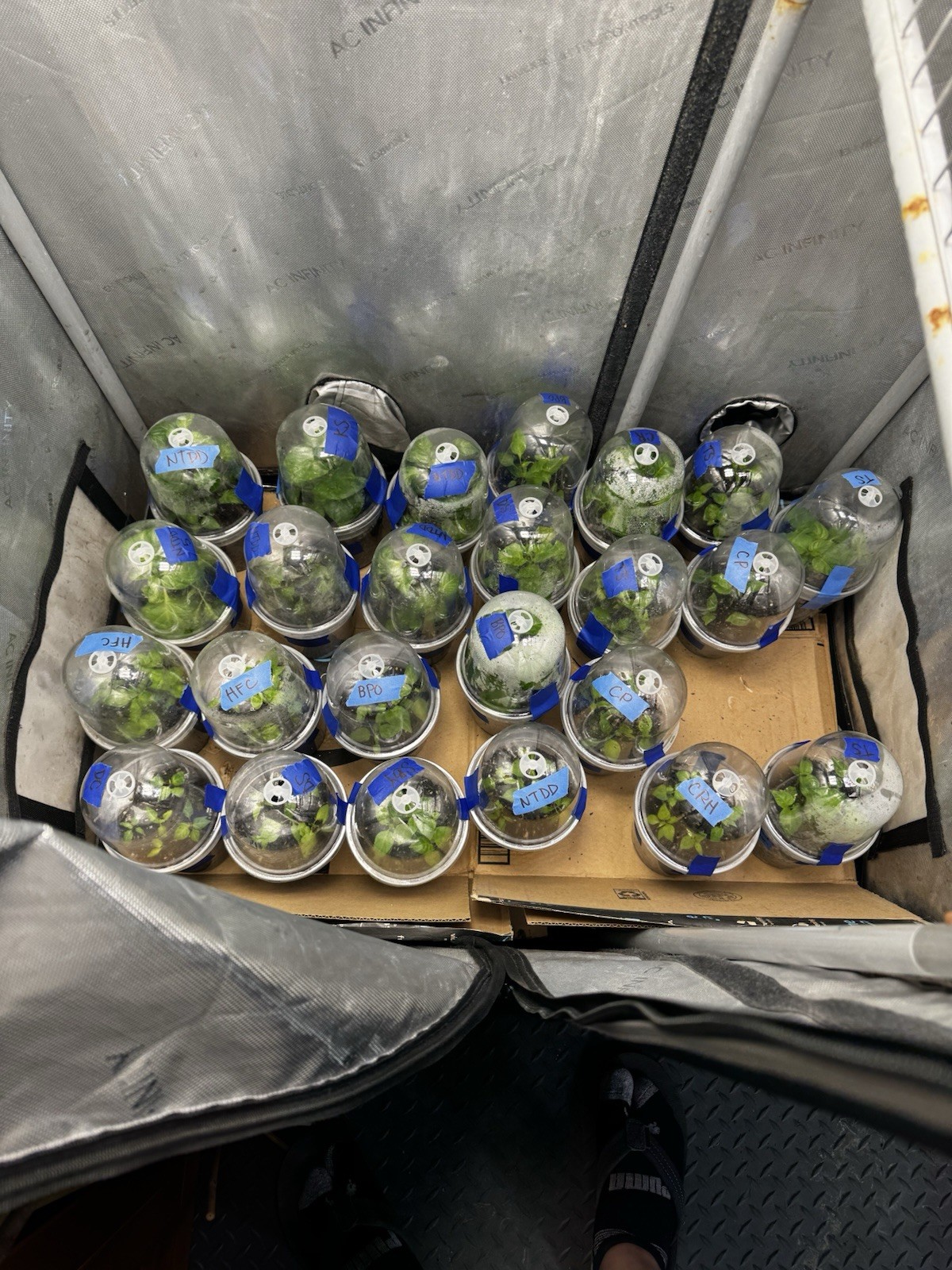 5 Pepper Plants Per Container!! Ready To Ship. All Types!! Epic, Popular, Rare!