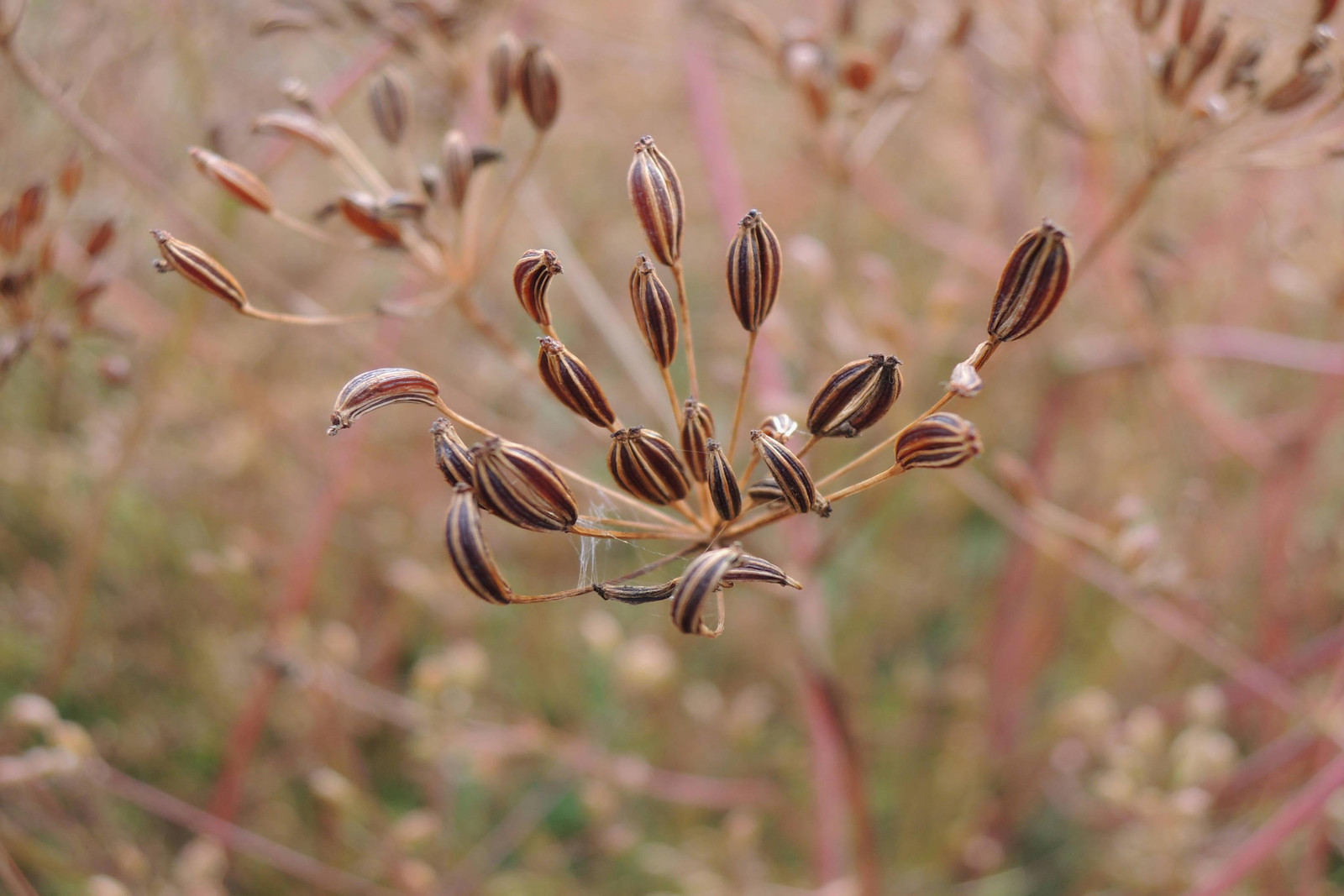 Caraway Seeds for Growing, Non-GMO, With Tracking, Culinary Herb Seeds, Urban