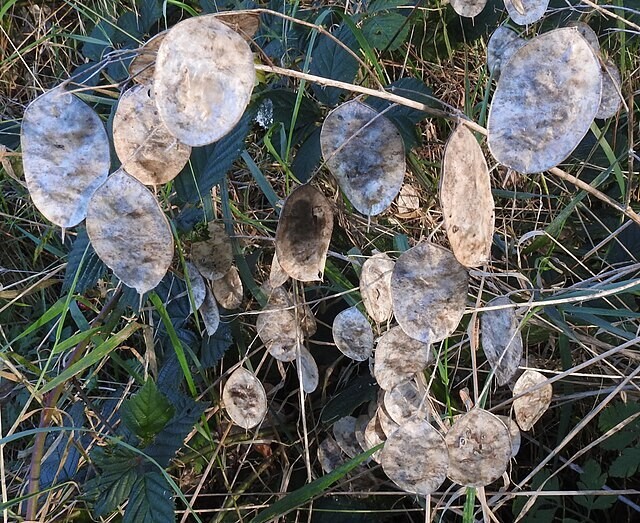 Lunaria annua | Money Plant | 25 Seeds