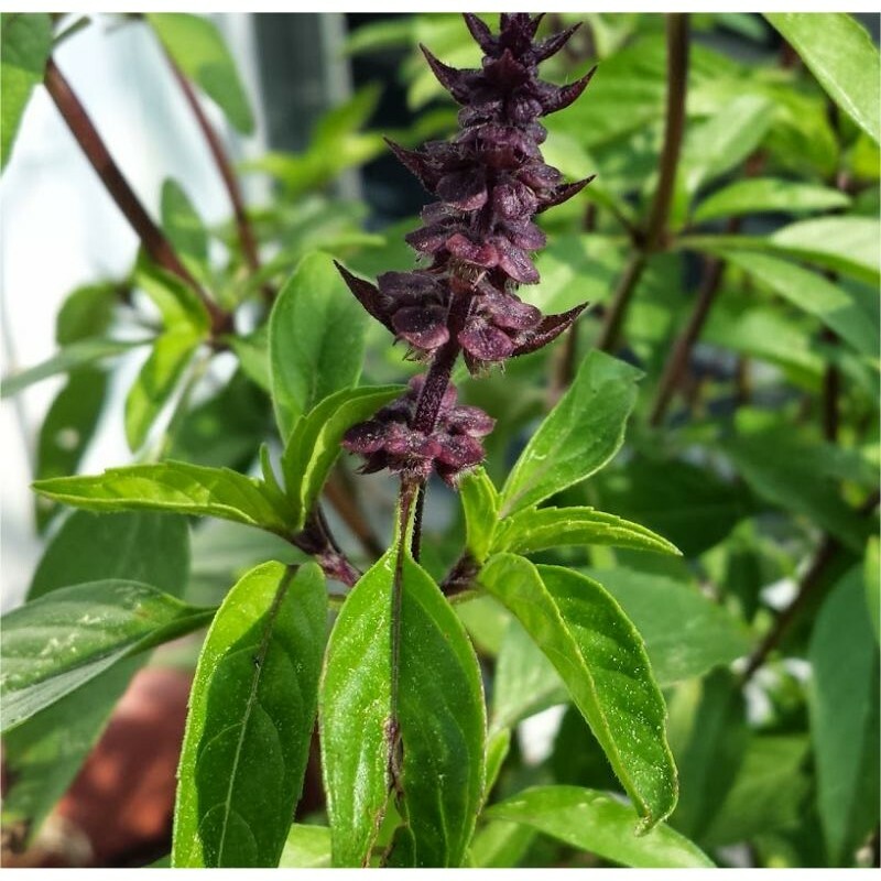 Licorice Basil Herb Seeds, Thai Basil, NON-GMO, Variety Sizes, FREE SHIPPING