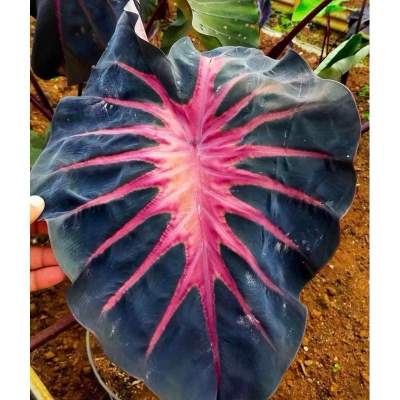 AUTHENTIC Colocasia Blue Velvet 1 bulbs