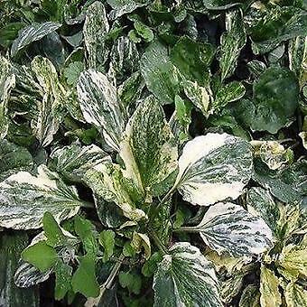 Plantago major Variegata Plantain 1,000 seeds
