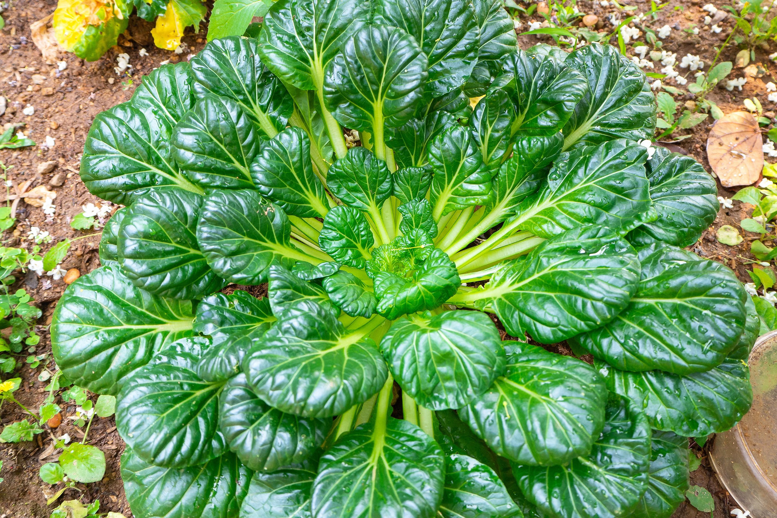 1000 TATSOI Brassica Rapa Rosularis Tat Soi Bok Choy Spinach Mustard Greens Seed