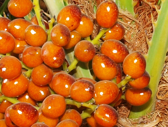 MEDITERRANEAN FAN PALM TREE European Fan Palm, Chamaerops Humilis – 10 Seeds