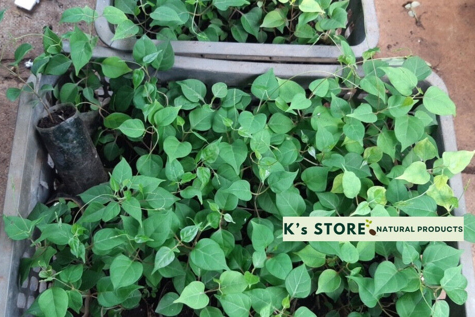 RIVER LEAF VINE SEEDS , HAT LÁ GIANG |HIGH GERMINATION RATE 85%|