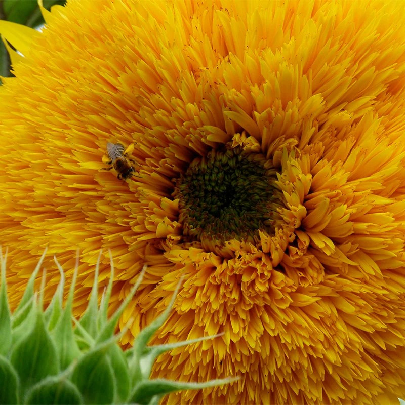 100+ DOUBLE DWARF SUNFLOWER SEEDS — DWARF TEDDY BEAR — SUNGOLD ——- FRESH