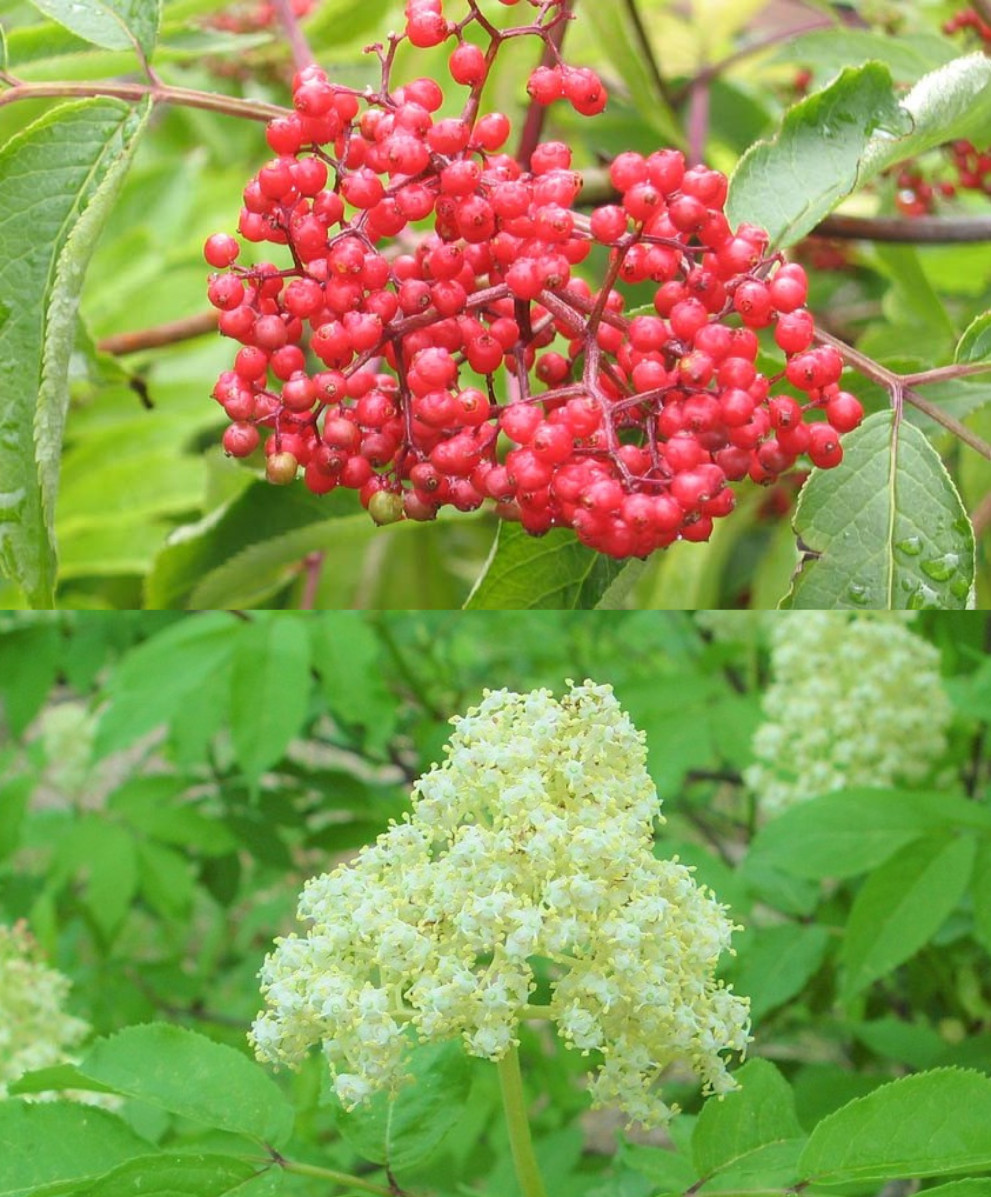 Sambucus Racemosa Seeds Red Elder Elderberry Cold Resistant Medicinal Perennial