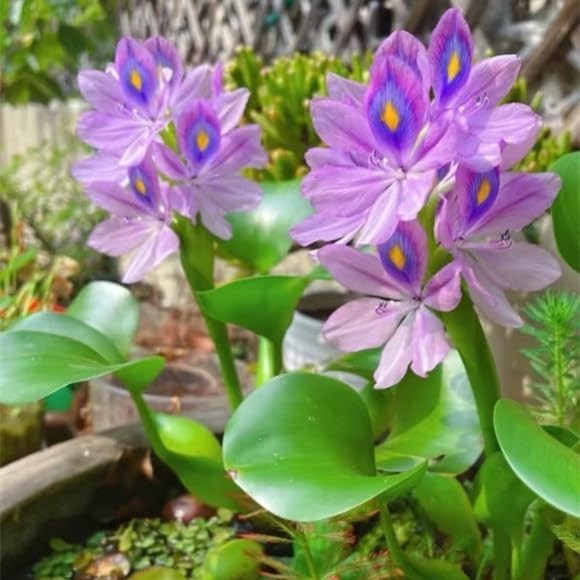 Transform Your Pond: 200 GMO-Free Water Hyacinth Seeds for Vibrant Water Gardens