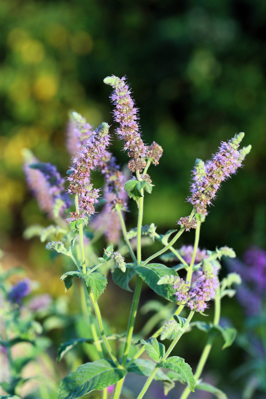 250 PEPPERMINT MINT Mentha Piperita Herb Flower Seeds