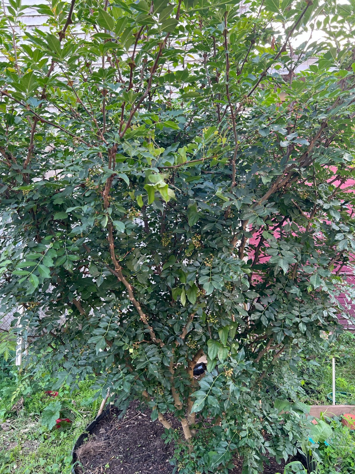 Live Plant Sichuan pepper seedling tree (Zanthoxylum Simulans, 2-3″) – No Pot