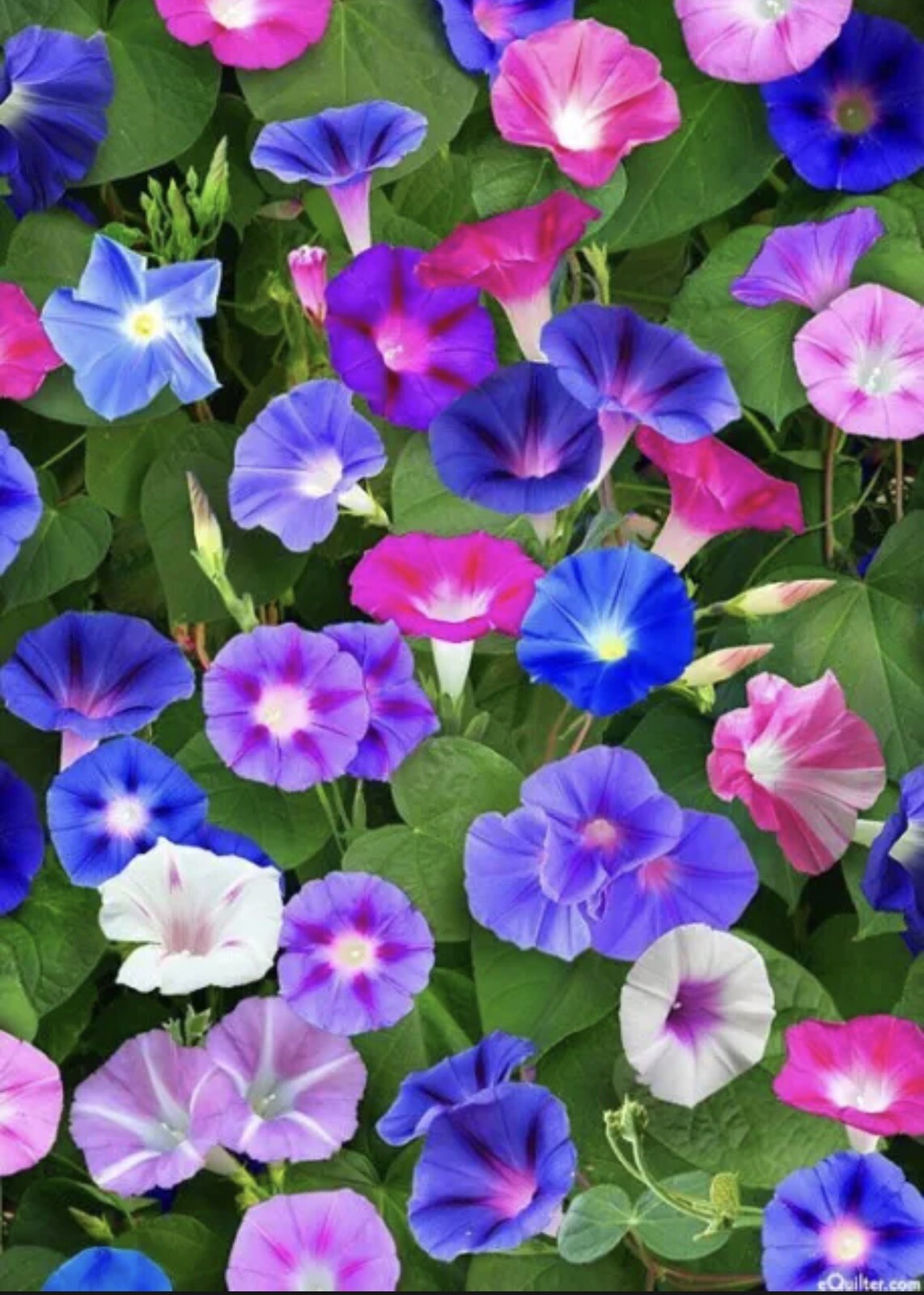 15 Tall MIXED MORNING GLORY SEEDS 15 ft CLIMBING VINES