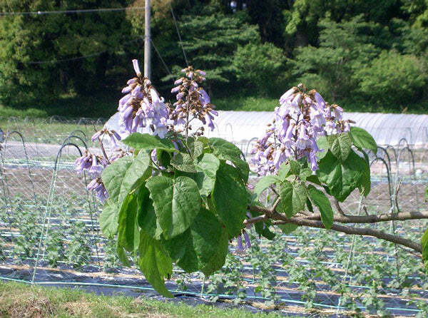 Paulownia tomentosa | Empress or Princess Tree | 50 Seeds