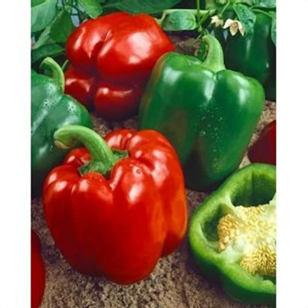 Keystone Giant Red Bell Pepper Extra Large size HEIRLOOM 30+ seeds 100% Organic
