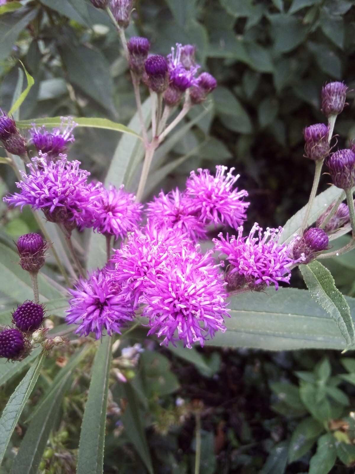 30 SEEDS IRONWEED VERNONIA FASCICULATA