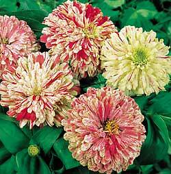 Zinnia Peppermint Stick 500 seeds